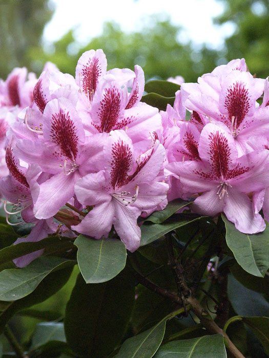 alpenrose-furnivall Rhododendron 'Furnivall's Daughter'