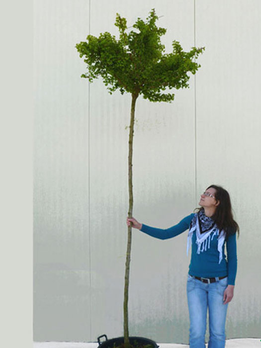 ginkgo-mariken-hochstamm