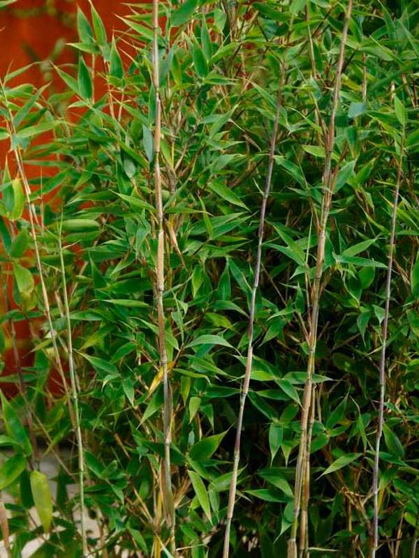 Drachenschuppenbambus Blue Lizard