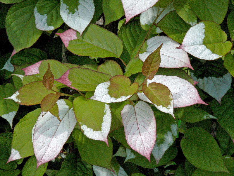 Buntes Laub des Actinidia kolomikta