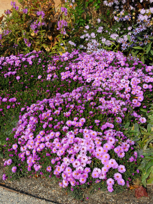rosenwichtel-kissenaster