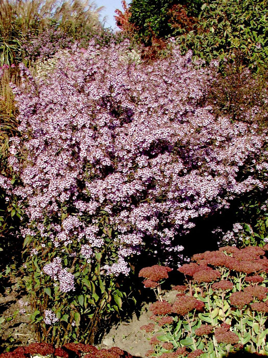 Aster cordifolius 'Ideal', Schleier-Aster, Wald-Aster