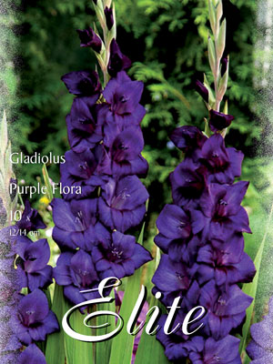 3_purple_flora_76076_0_76380_0 Großblumige Gladiole 'Purple Flora', Gladiolus (Art.Nr. 521308)