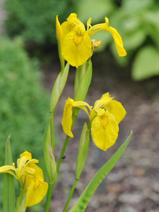 wasserschwertlilie Iris pseudacorus, Wasserschwertlilie