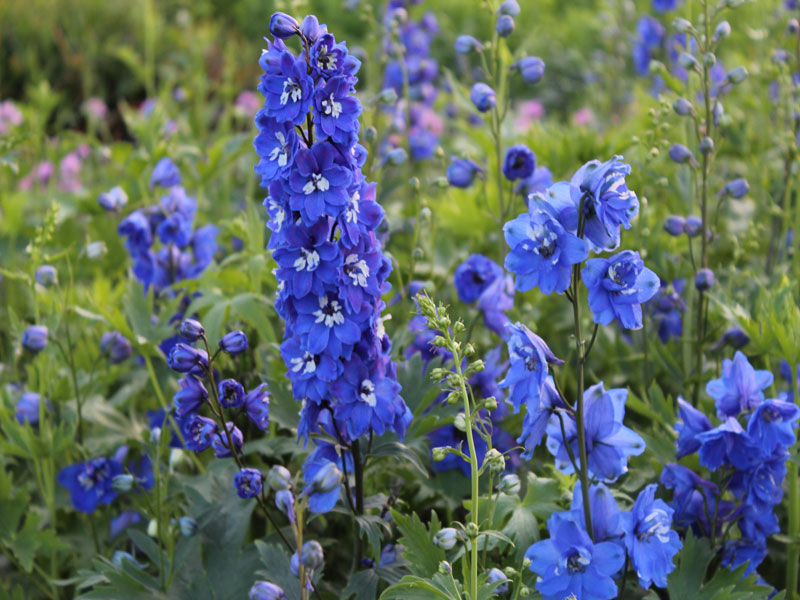 Himmelblauer Rittersporn aus der Magic Fountain Serie