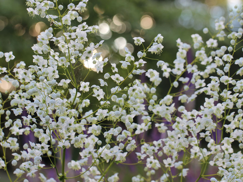 splended-white Thalictrum delavayi 'Splendide White' (syn. dipterocarpum), Chinesische Wiesenraute, China-Wiesenraute