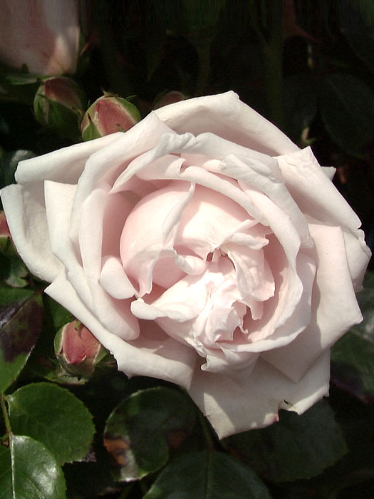 rose-new-dawn555993a90eb9f Blüte der Rose New Dawn