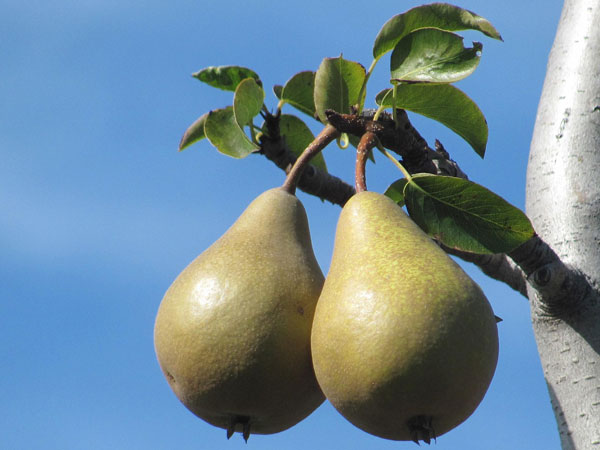 jakobibirne Birne 'Jakobibirne'