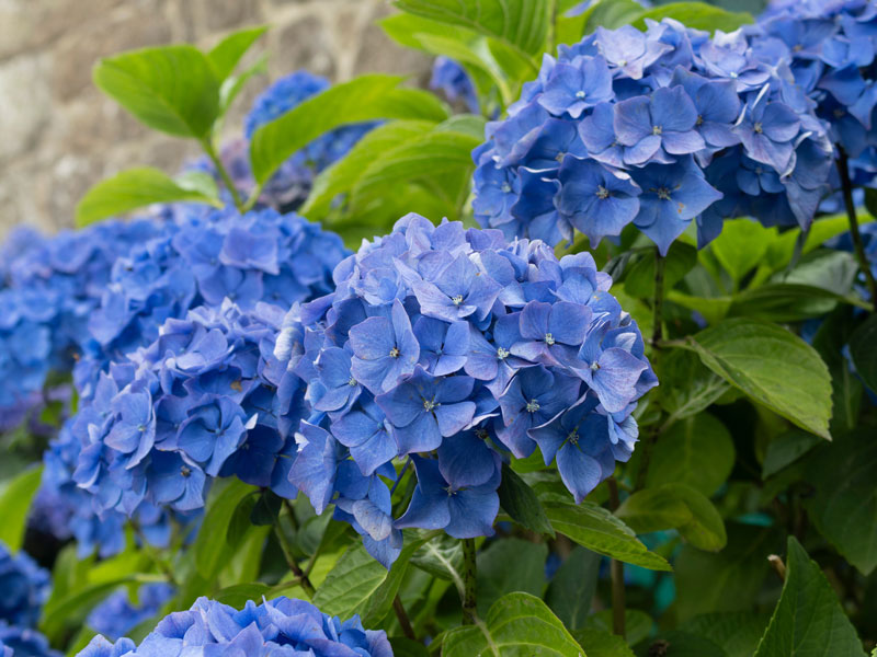 Hydrangea macrophylla 'Bela', Ballhortensie Hydrangea macrophylla 'Bela', Ballhortensie