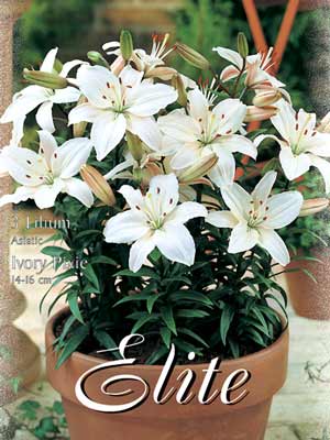 lilivorypix Topf- und Beet-Lilie 'Ivory Pixie', Lilium (Art.Nr. 521778)