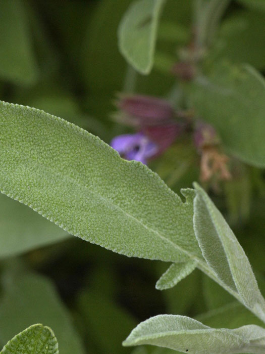 salvia-officinalis Apothekersalbei, Salvia officinalis