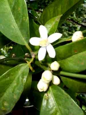 citrus_bluete_j1