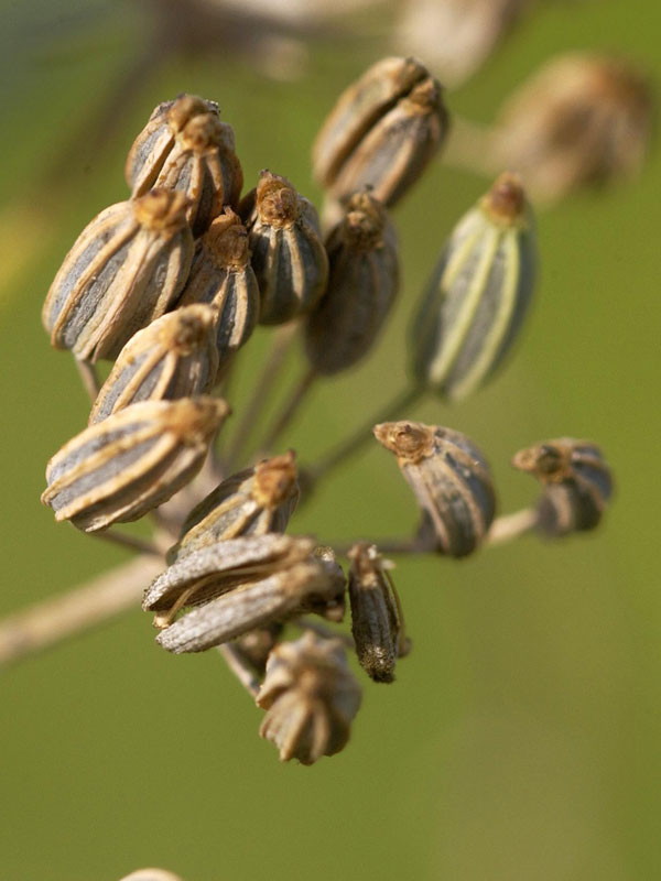 Nahaufnahme von Früchten eines Gewürz-Fenchels