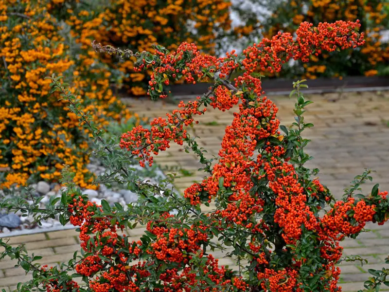Pyracantha Sträucher Ein gepflasteter Platz von Pyracantha Straeuchern umgeben