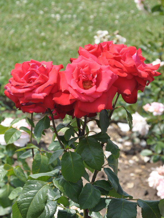 rosen-grandamore Blüte der Rose Grand Amore