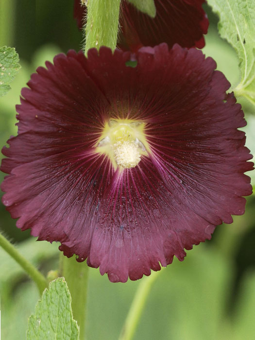 alcea-nigra Alcea rosea 'Nigra' (M), Stockrose, schwarze Stockrose, Stockmalve