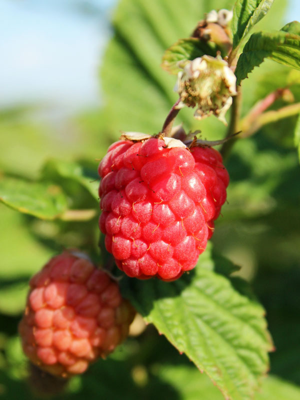 Sommerhimbeere Elida