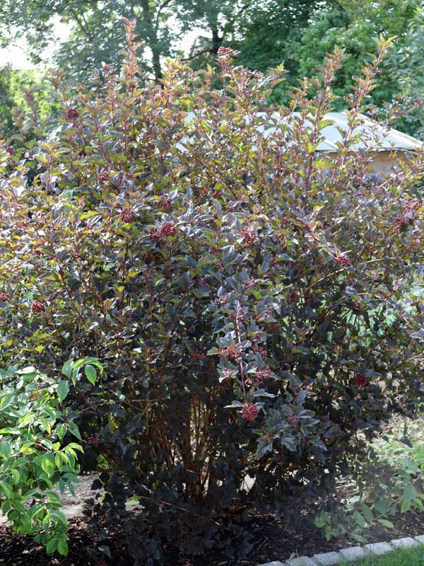 Physocarpus opulifolius Diabolo im Garten