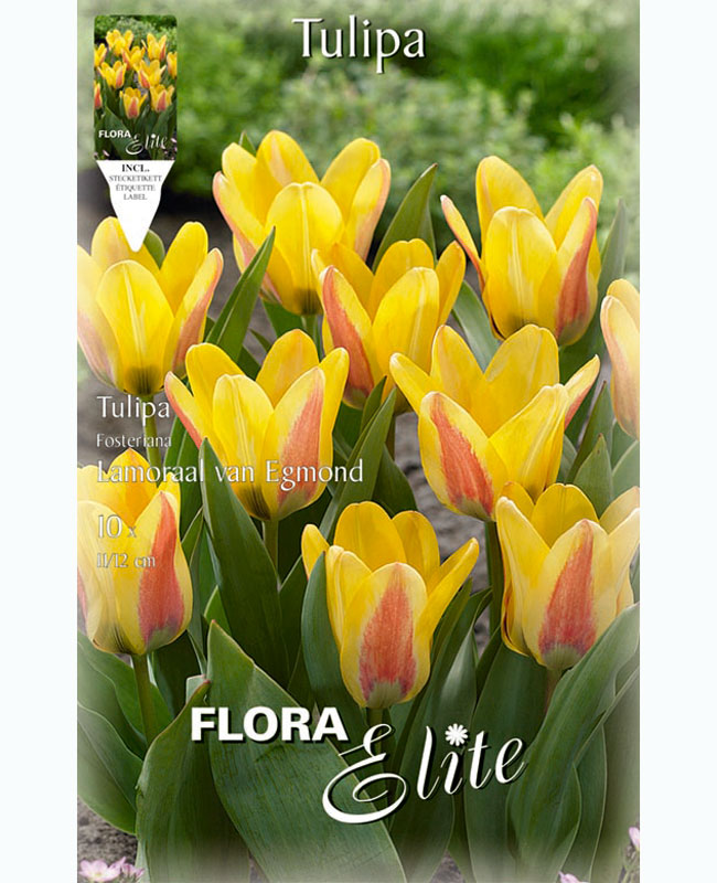 tulpe-lamoraal-van-egmond Fosteriana Tulpe 'Lamoraal van Egmond' (Art.Nr. 5957130)