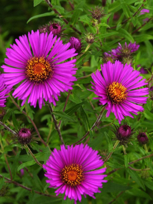aster-paul-gerber Aster novae-angliae 'Andenken an Paul Gerber', Raublatt-Aster