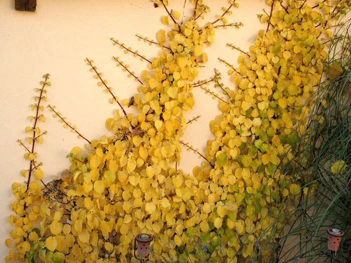 kletterhortensie Die gelbe Herbstfärbung der Kletterhortensie