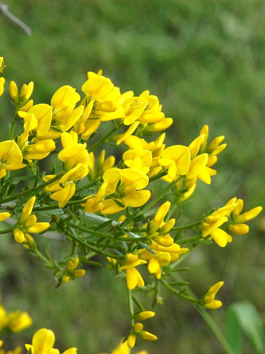 steinginster Blüte des Balkan-ginsters