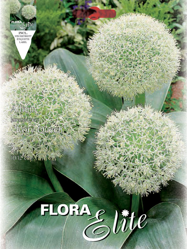Allium-Ivory-Queen Allium Ivory Queen