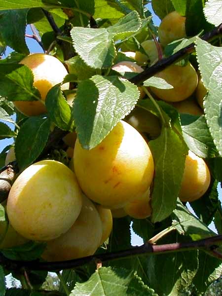 mirabelle_bellamira_j1 Mirabelle Bellamira (S)