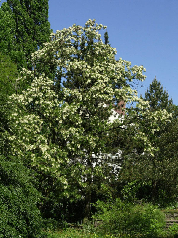 korkenzieher-robinie-baum Robinia pseudoacacia 'Tortuosa', Korkenzieher-Robinie
