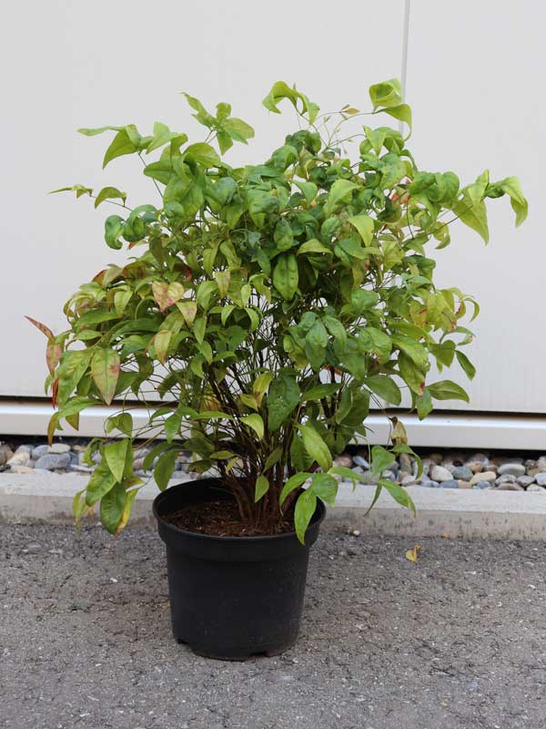 Nandina domestica 'Fire Power', Himmelsbambus