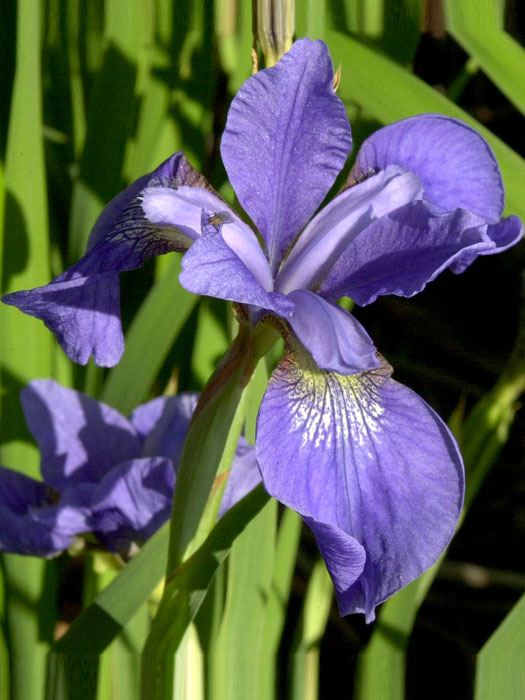 iris-my-love Iris sibirica 'My Love', Wiesen-Schwertlilie, Wiesen-Iris