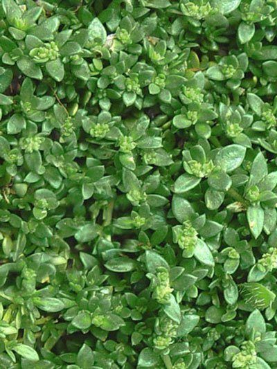 herniaria_glabra_1_79675_0_79675_0 Das feinblättrige Bruchkraut als Bodendecker