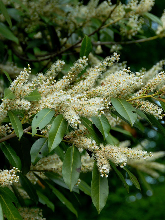 Blüte Kirschlorbeer Otto Luyken Bluete des Kirschlorbeer Otto Luyken