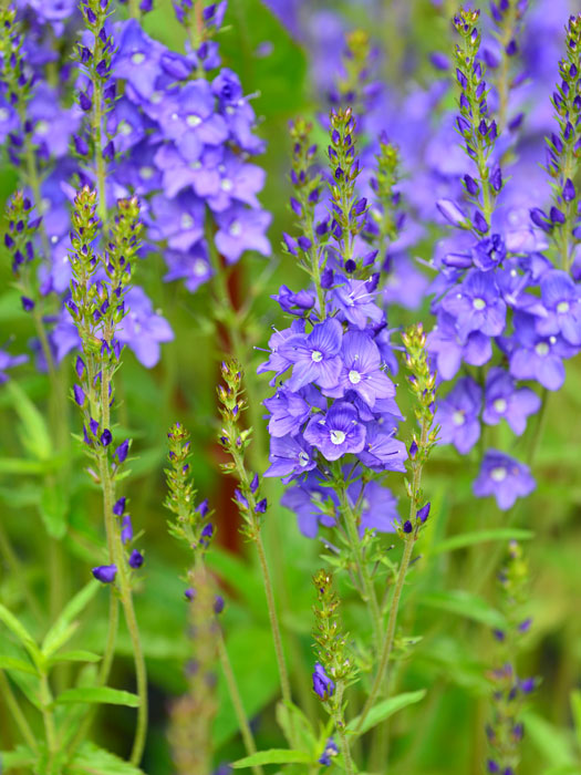 veronica-knallblau Veronica teucrium 'Knallblau' (M), Büschel-Ehrenpreis, Garten-Ehrenpreis