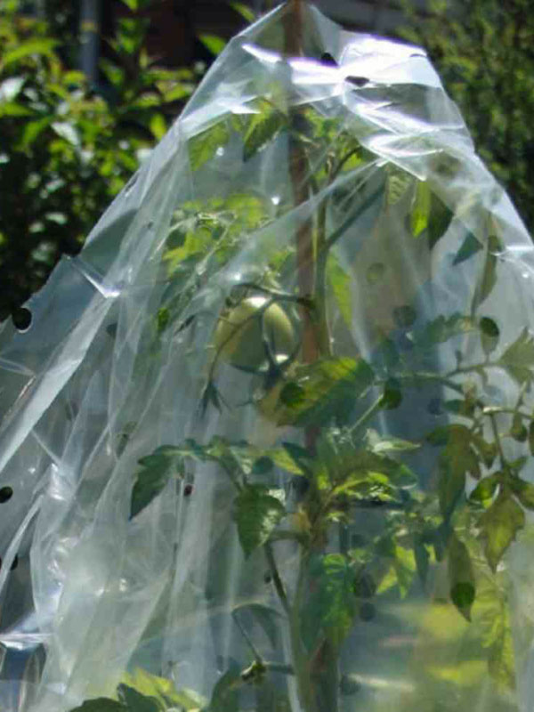 Gelochte Frostschutz- und Reifehaube ueber einer Tomatenpflanze