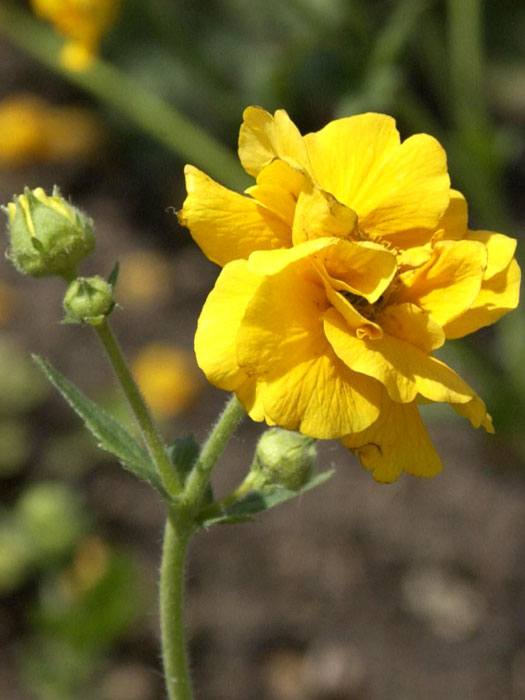 geum-goldball Geum chiloense 'Goldball' (syn. 'Lady Strathaden'), Nelkenwurz