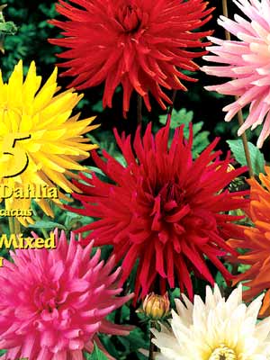 dahlia_catus_mix_76334_0 Kaktus-Dahlien-Prachtmischung (Art.Nr. 522309)