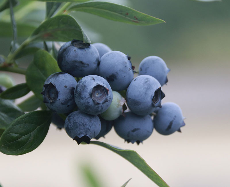 heidelbeere-northsky Zwerg-Heidelbeere 'Northsky'