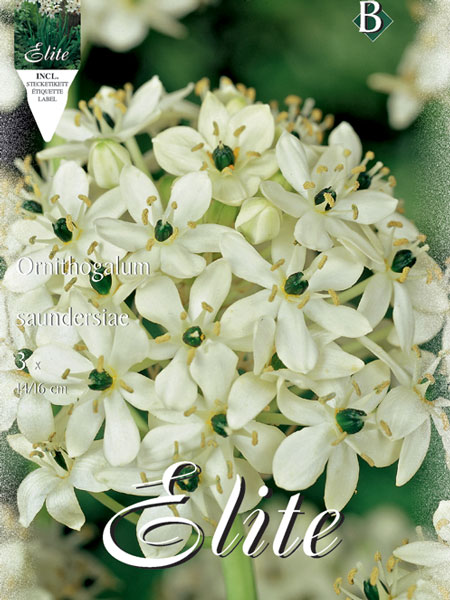 ornithogalum_milchstern_blu_79070_0 Milchstern, Ornithogalum saundersiae (Art.Nr. 521862)