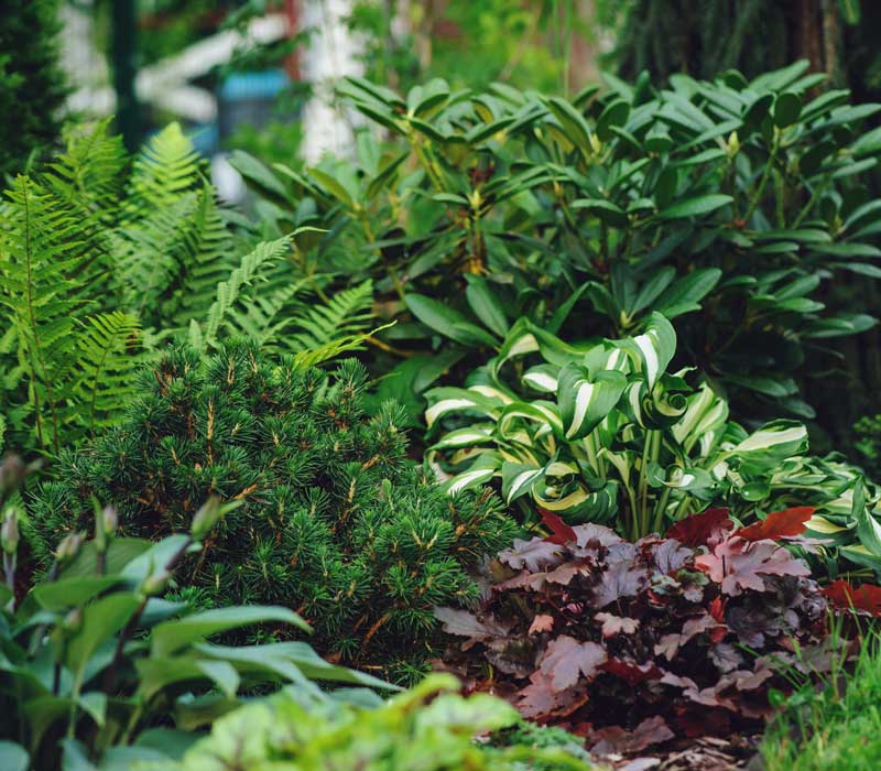 Bepflanztes Beet im vollen Schatten