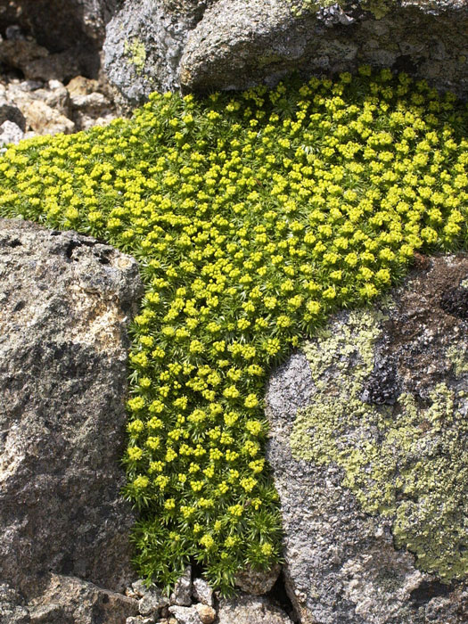 azorella-trifurcata Azorella trifurcata, Andenpolster