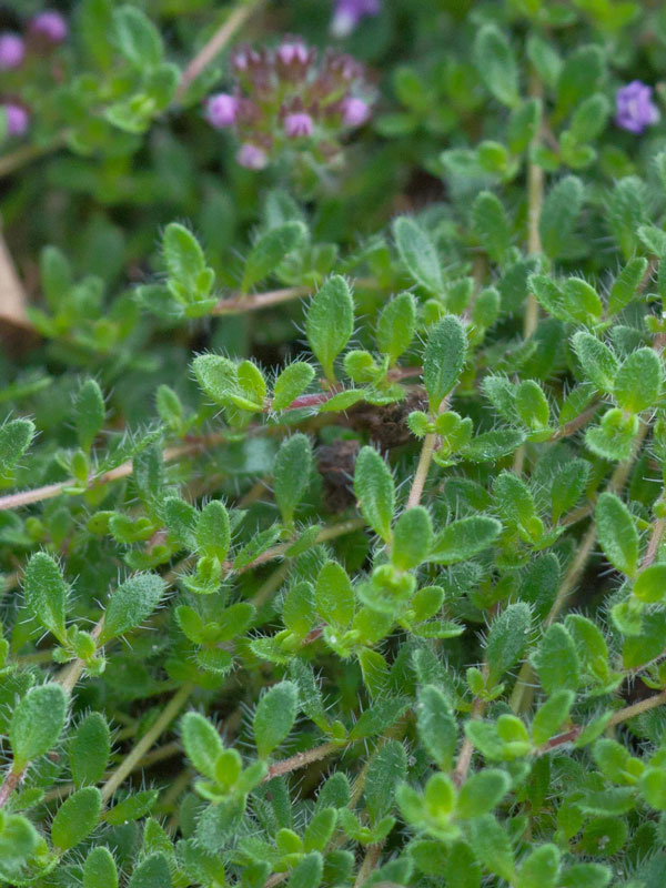 Blätternahaufnahme eines Polsterthymian 'Bressingham Seedling'