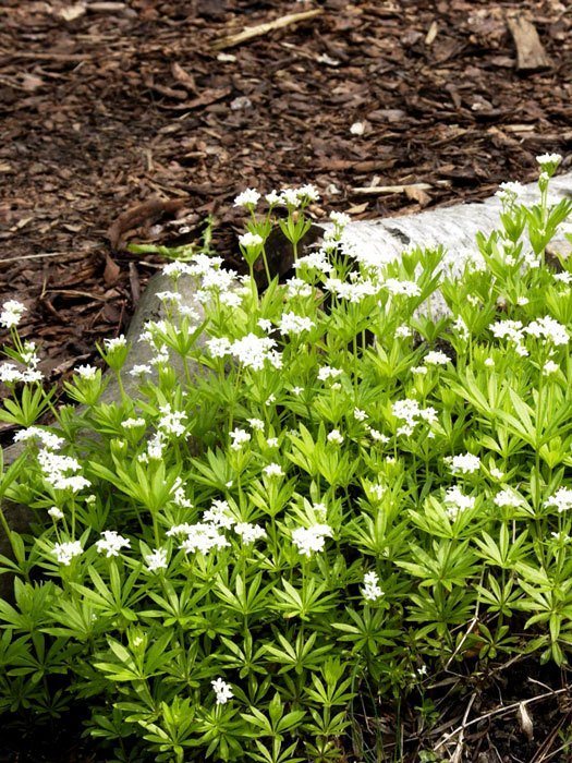 galium-odoratum Herzfreund als Blühender Bodendecker