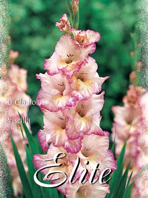 gladpriscilla_76379_0 Großblumige Gladiole 'Priscilla', Gladiolus (Art.Nr. 521306)