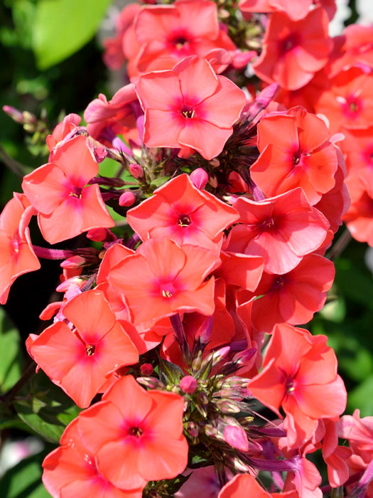 phlox-orange Phlox paniculata 'Orange' (M), Flammenblume, Sommerphlox
