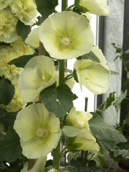 alcea-sunshine Alcea rosea 'Sunshine' (M), Stockrose, englische Stockrose, Spotlight-Stockrose