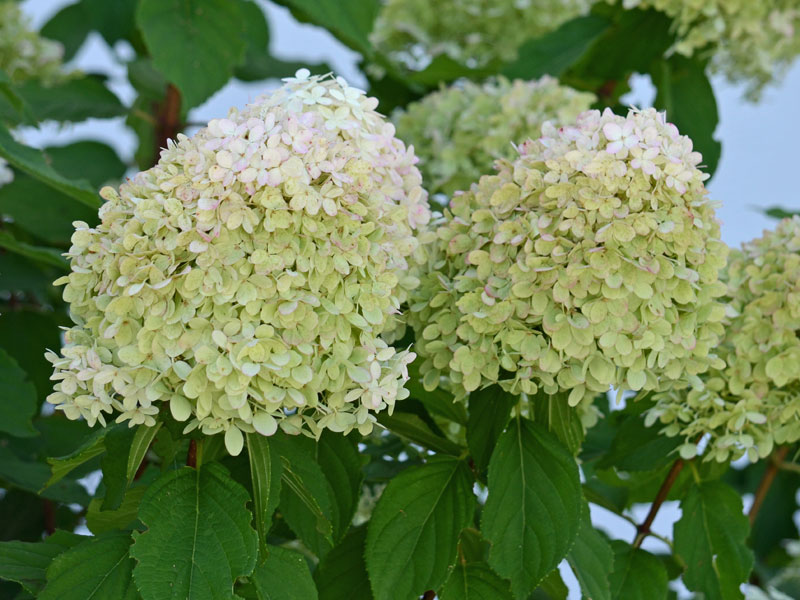 Hortensie Limelight Bluete
