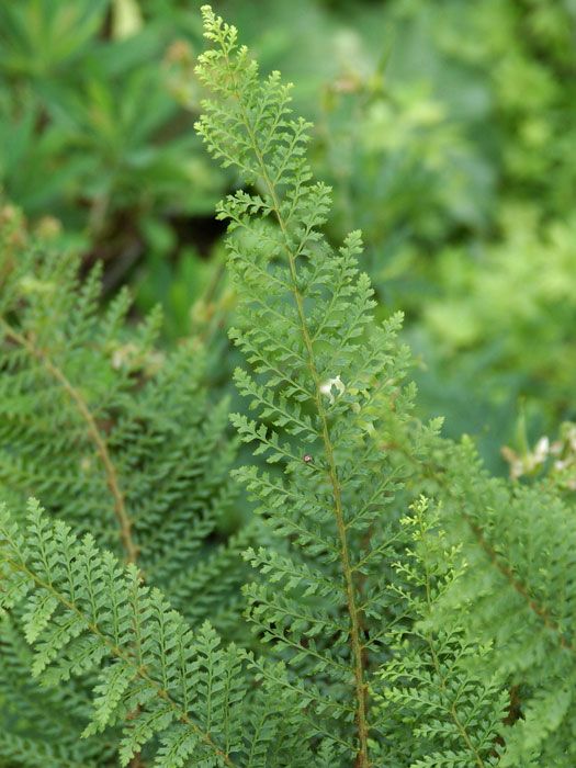 polystichum-proliferum Polystichum setiferum 'Dahlem', Dahlem Filigranfarn