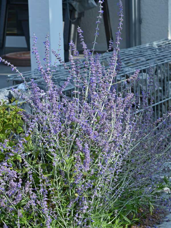Silberstrauch auf einer Terrasse