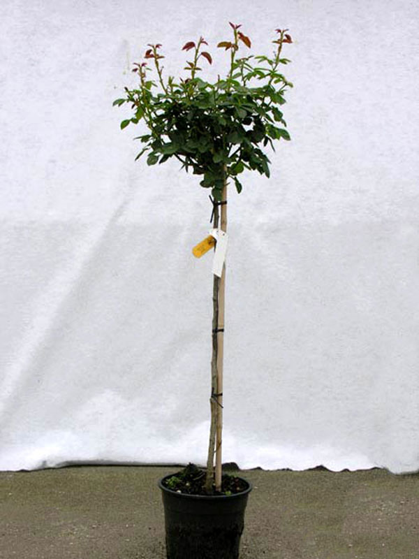 Rosen-Stämmchen Rosengräfin Marie Henriette ® - Kordes